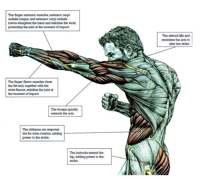 Boxing Anatomy